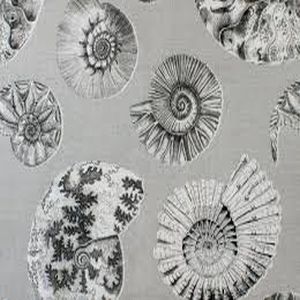 Fossilium sepia product detail
