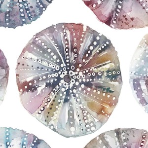 Sea urchins kelpie product detail