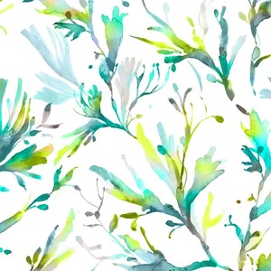 Seaweed kelpie product detail