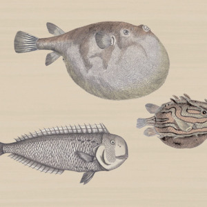 Cole and son wallpaper fornasetti 4 product listing
