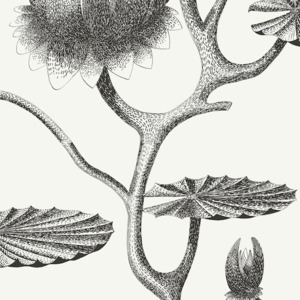 Cole and son wallpaper contemporary 32 product listing