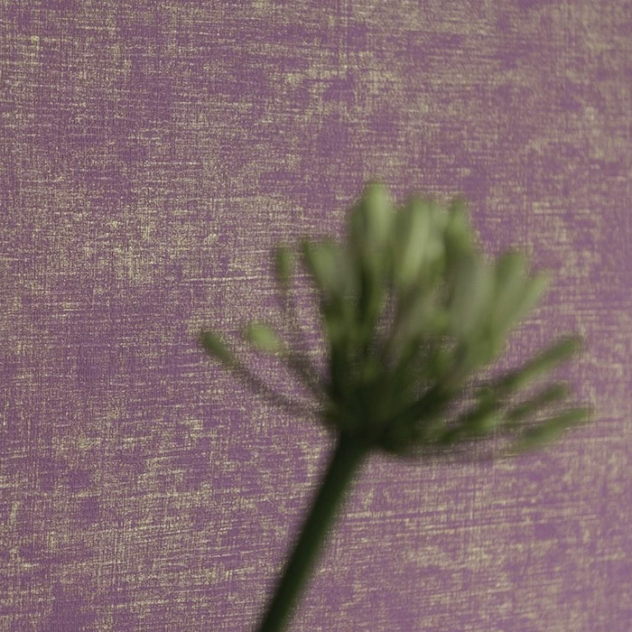 Cerato wallpaper product detail