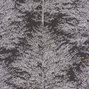 Caselio wallpaper la foret 26 product listing
